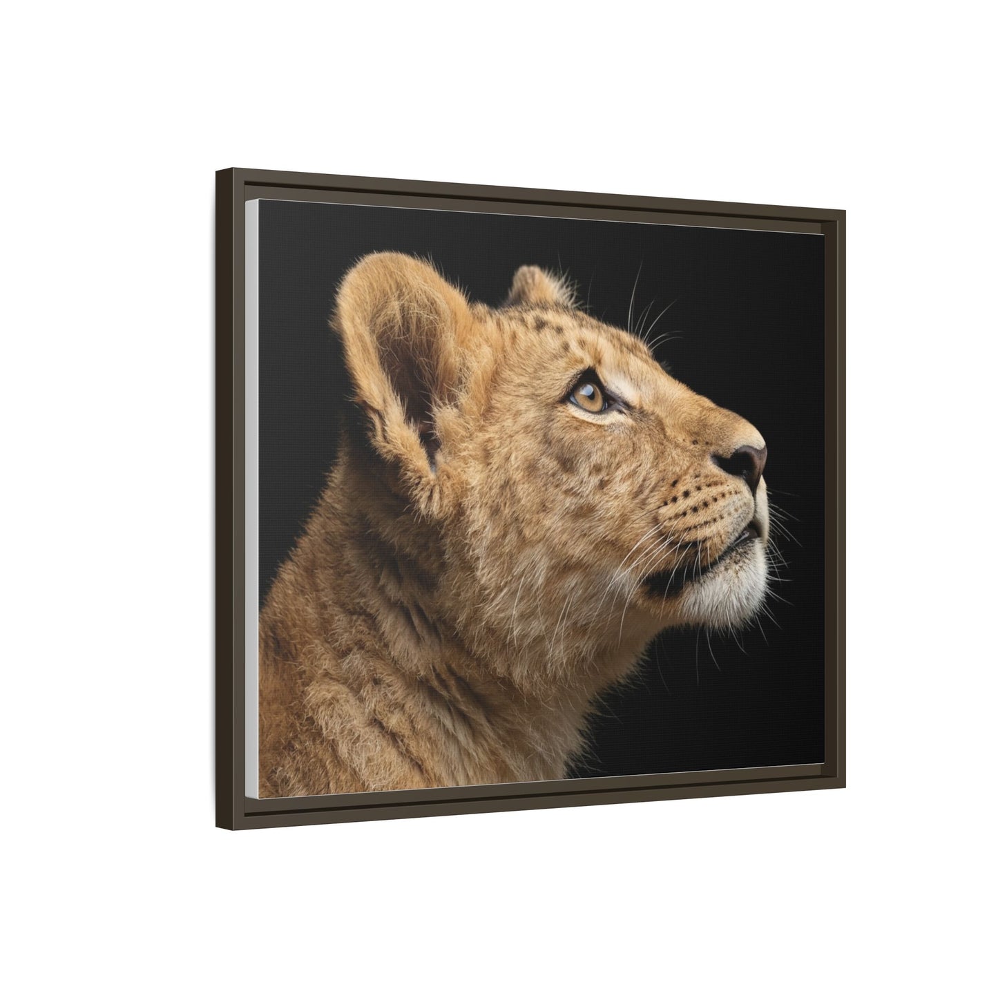 Framed Canvas Print — Lion Cub In Colour