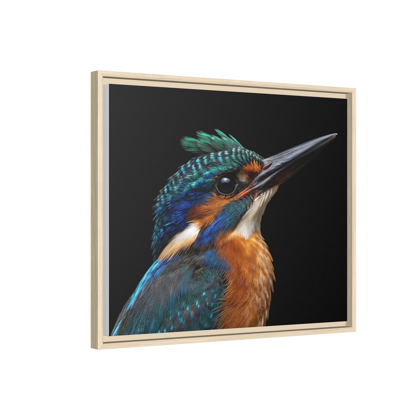 Framed Canvas Print — Malachite Kingfisher In Colour