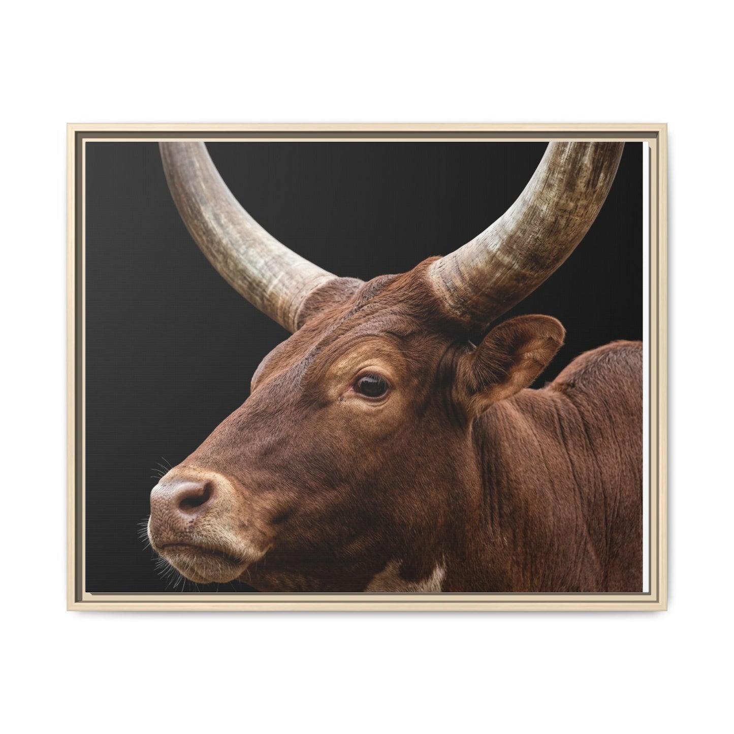 Framed Canvas Print — Ankole Cow In Colour