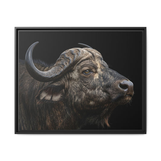 Framed Canvas Print — Cape Buffalo In Colour