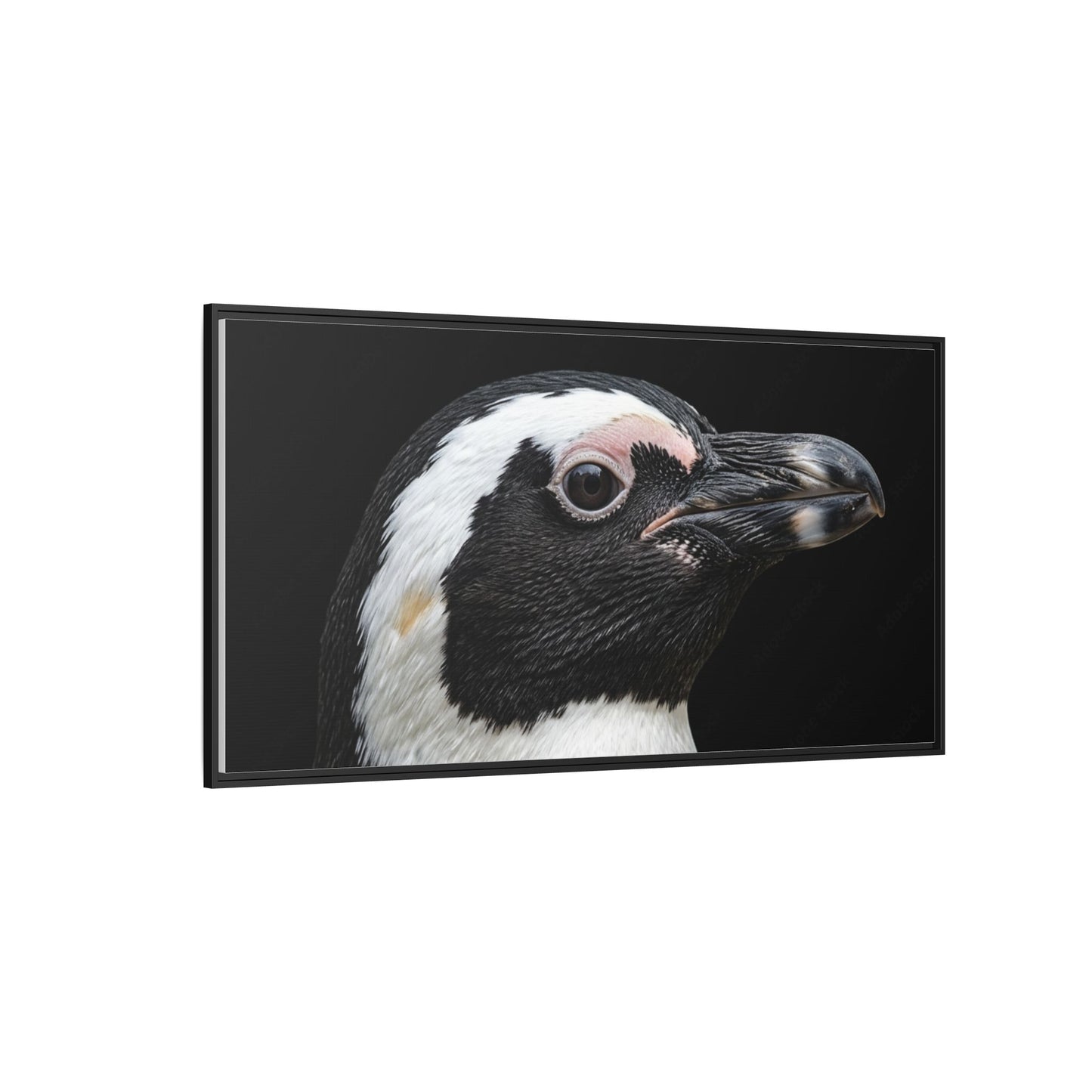 Framed Canvas Print — Afrikan Penguin In Colour