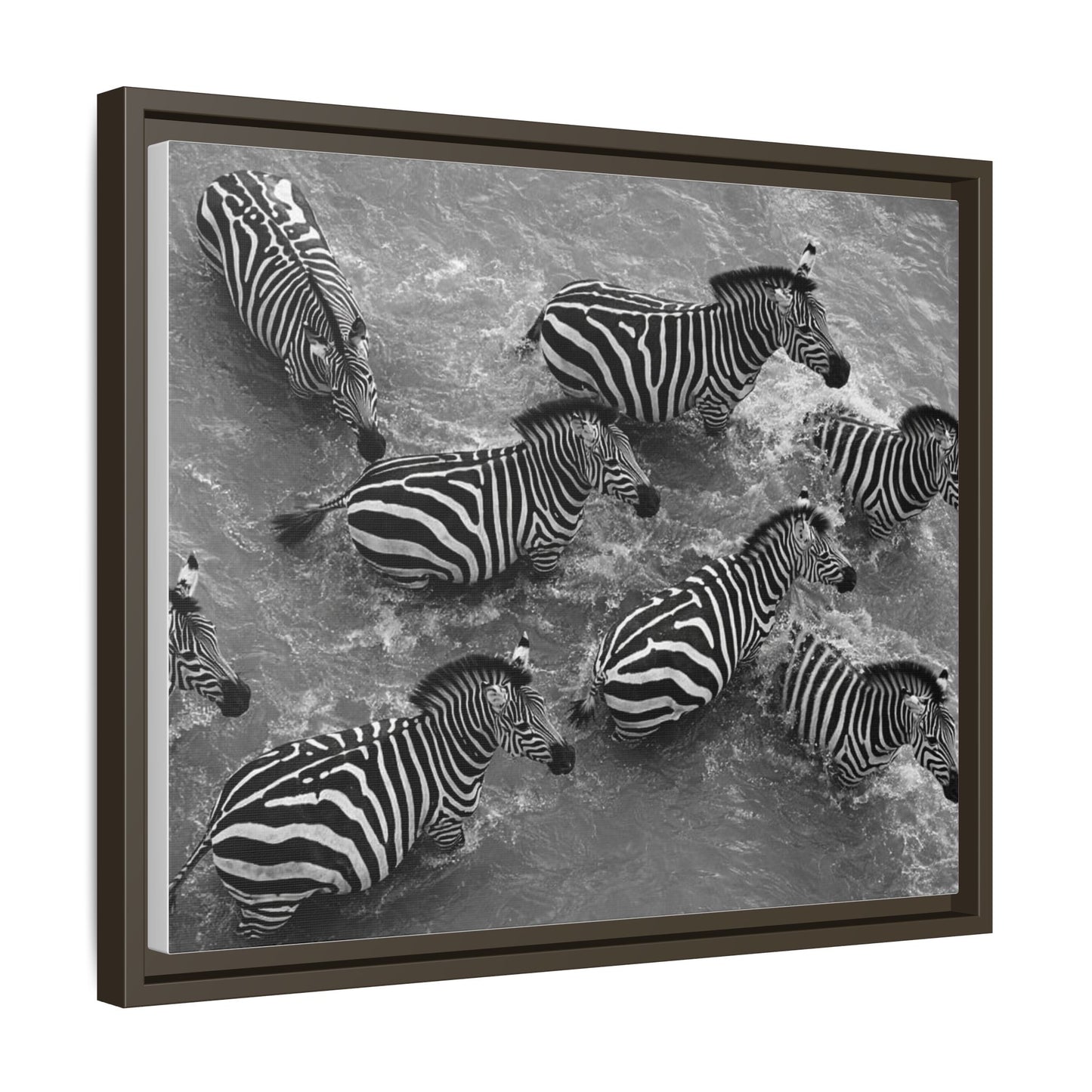 Framed Canvas Print — Zebras In The River