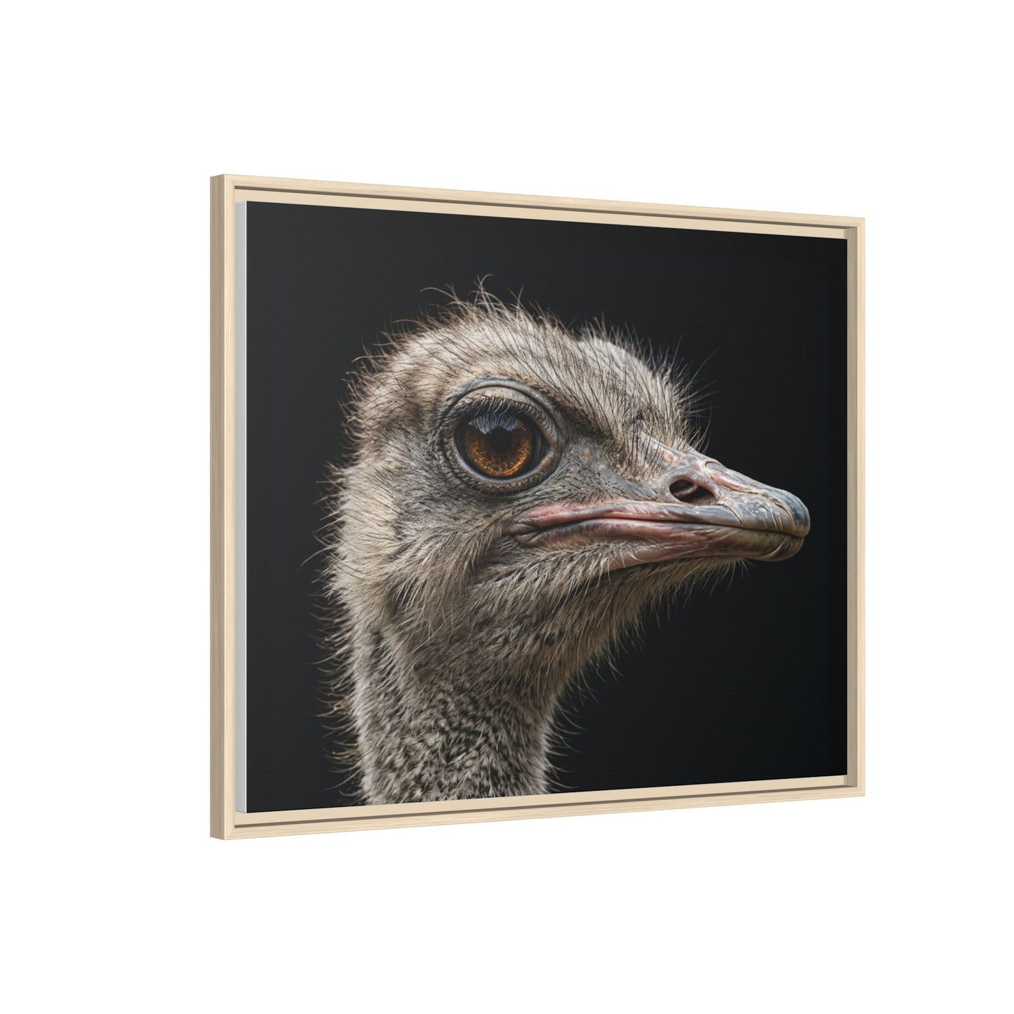 Framed Canvas Print — Ostrich In Colour