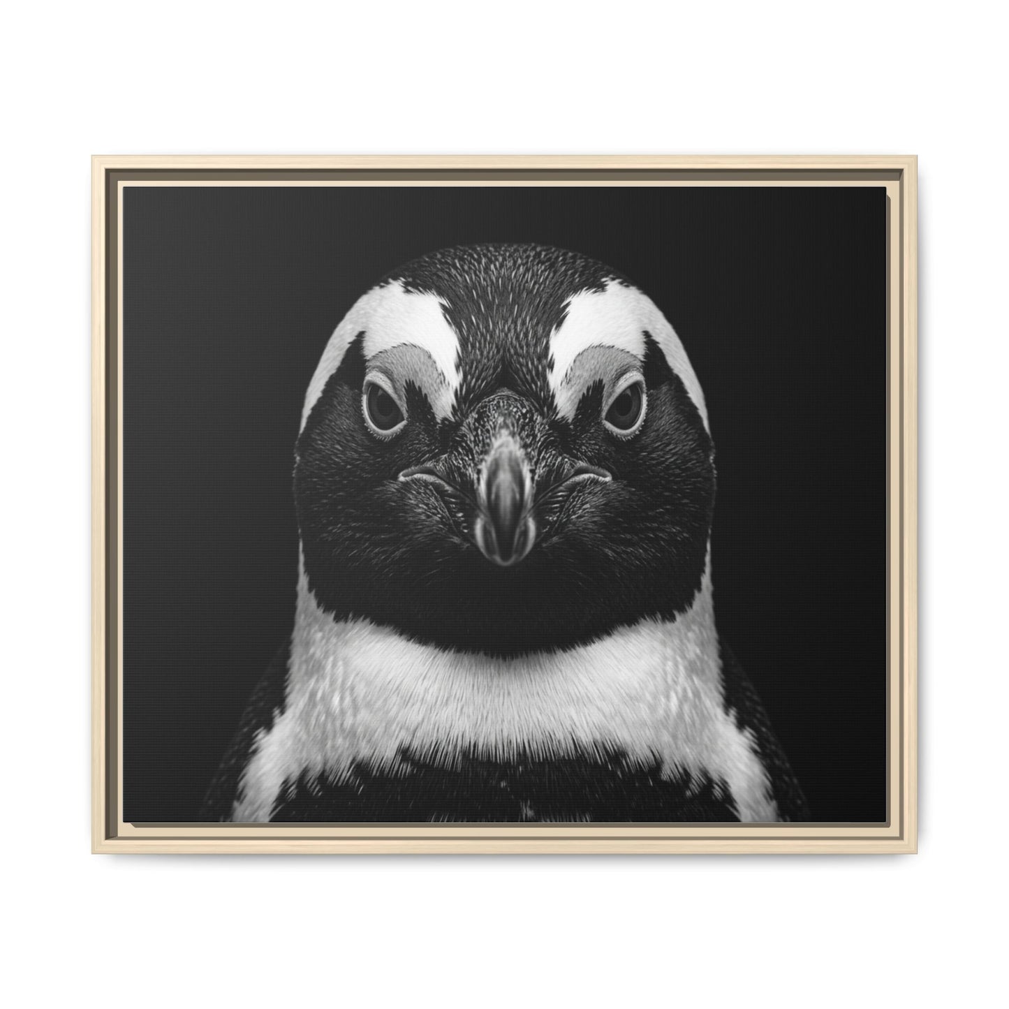 Framed Canvas Print — Afrikan Penguin In Black