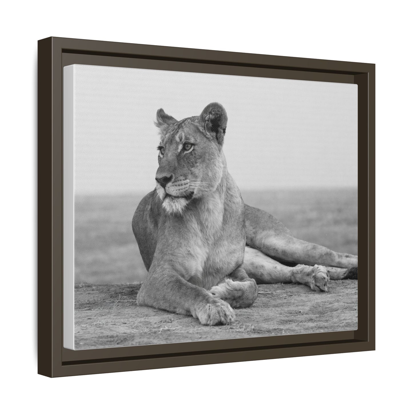 Framed Canvas Print — Lioness In Repose