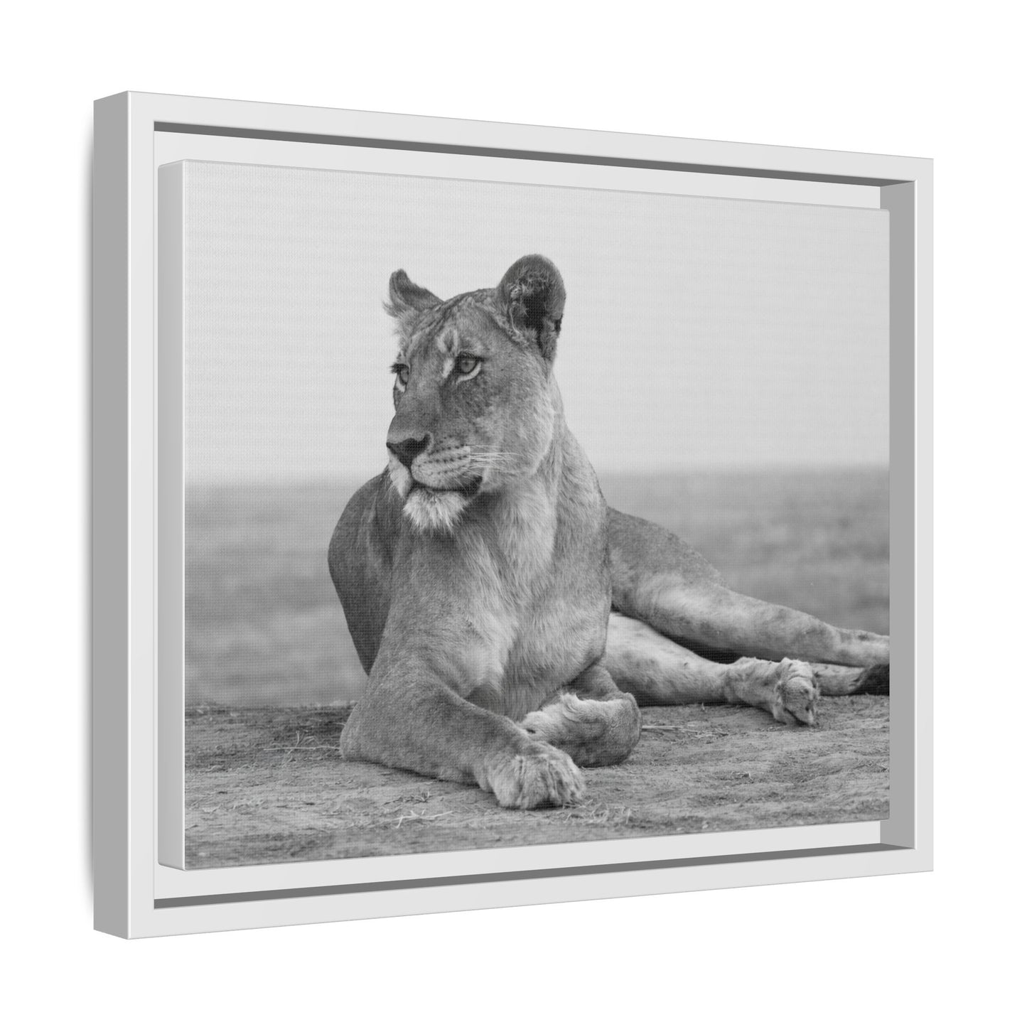 Framed Canvas Print — Lioness In Repose