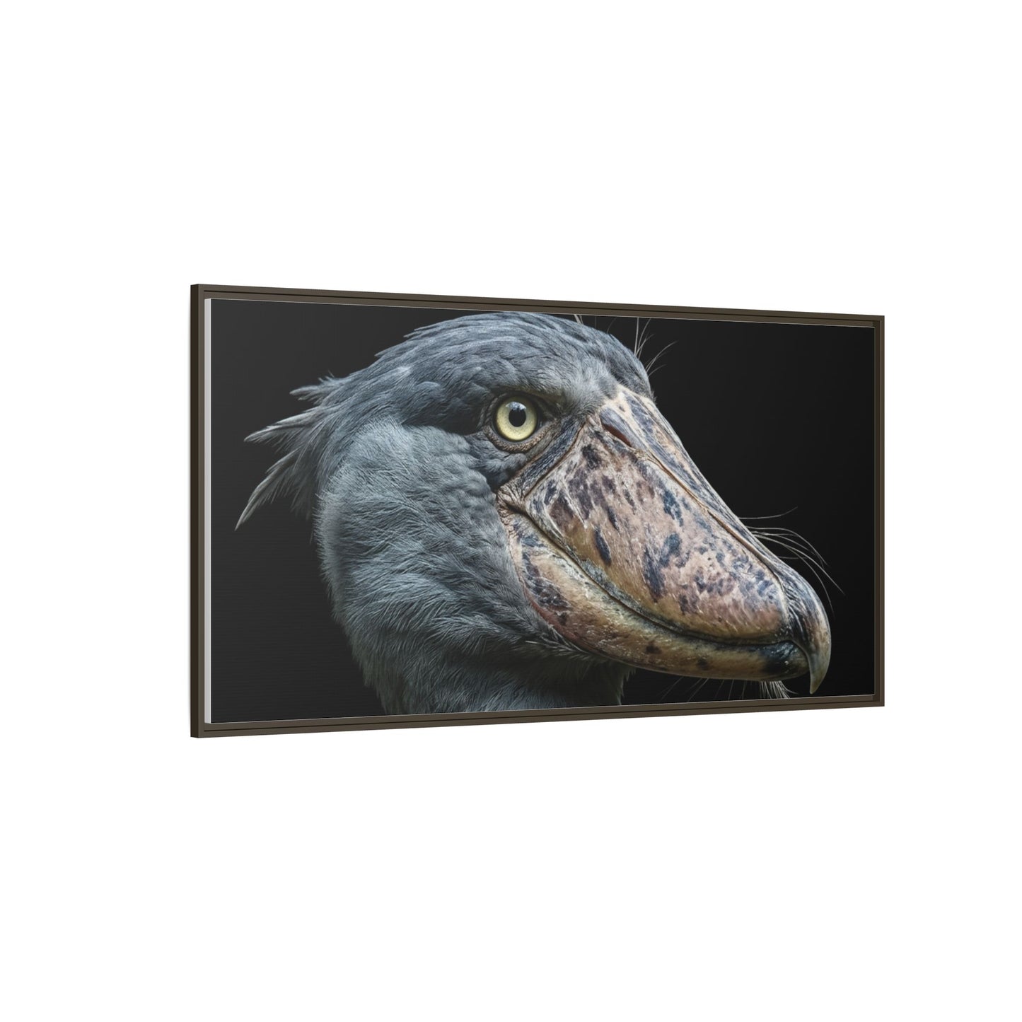 Framed Canvas Print — Shoebill Stork In Colour
