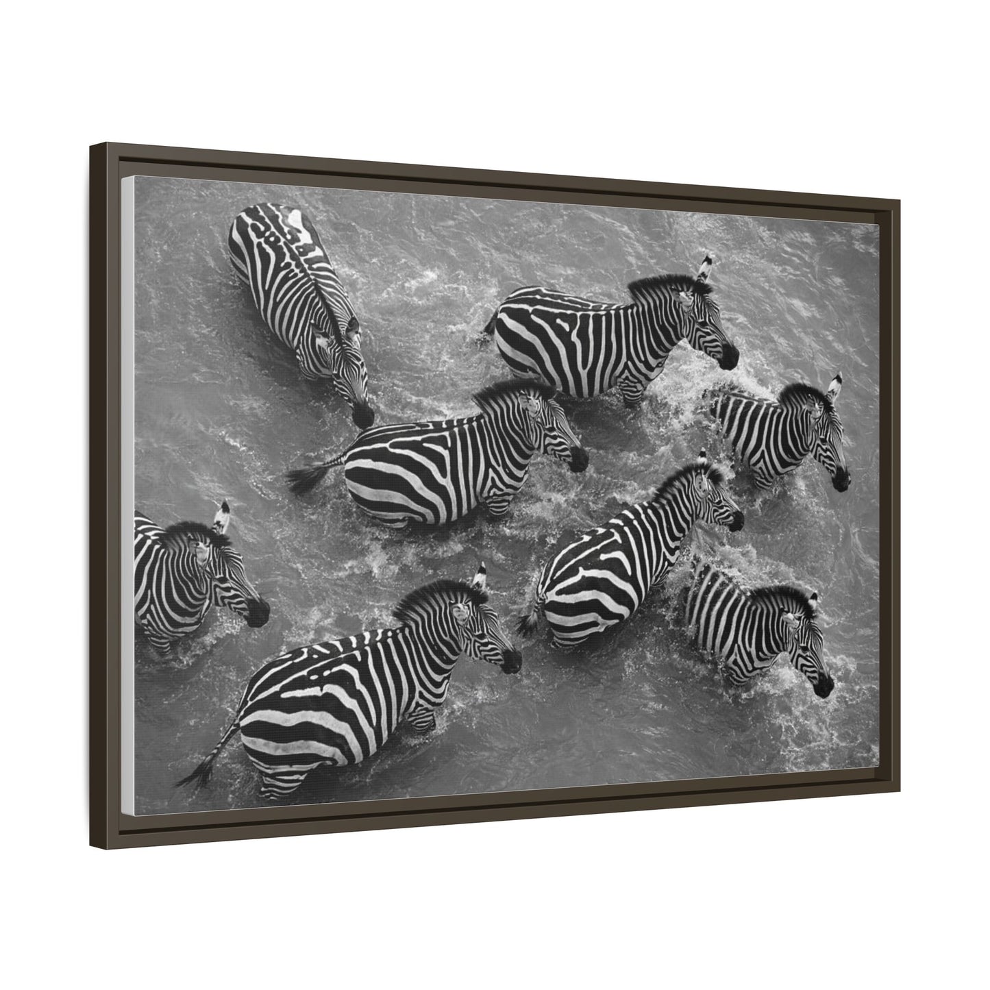 Framed Canvas Print — Zebras In The River