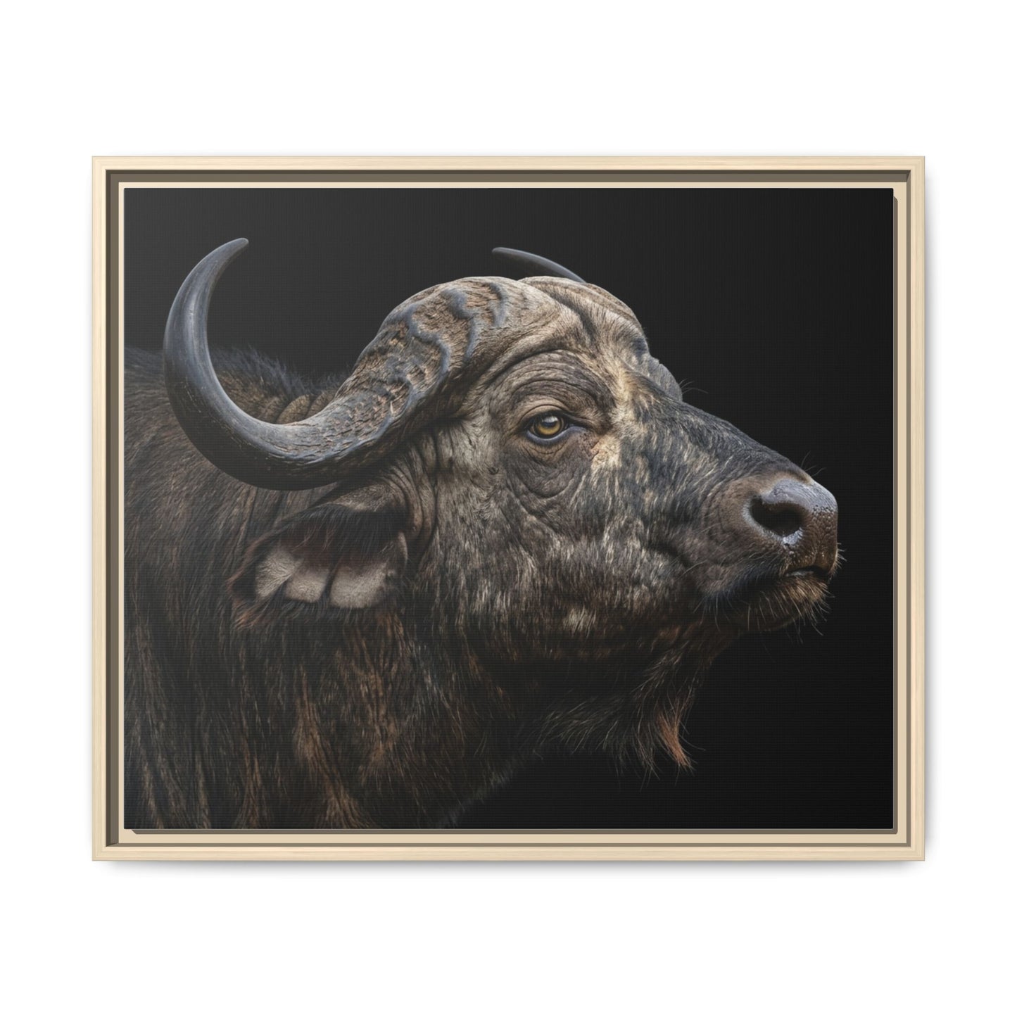 Framed Canvas Print — Cape Buffalo In Colour
