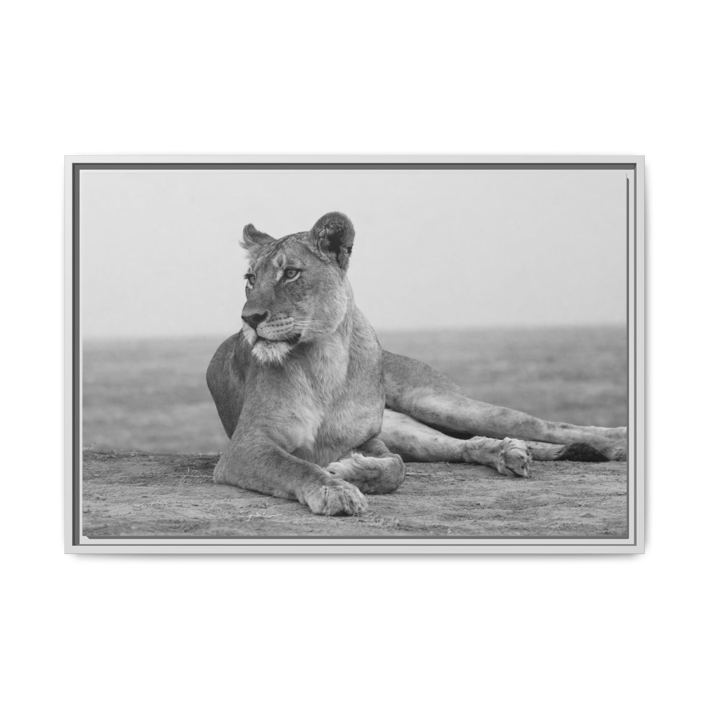 Framed Canvas Print — Lioness In Repose