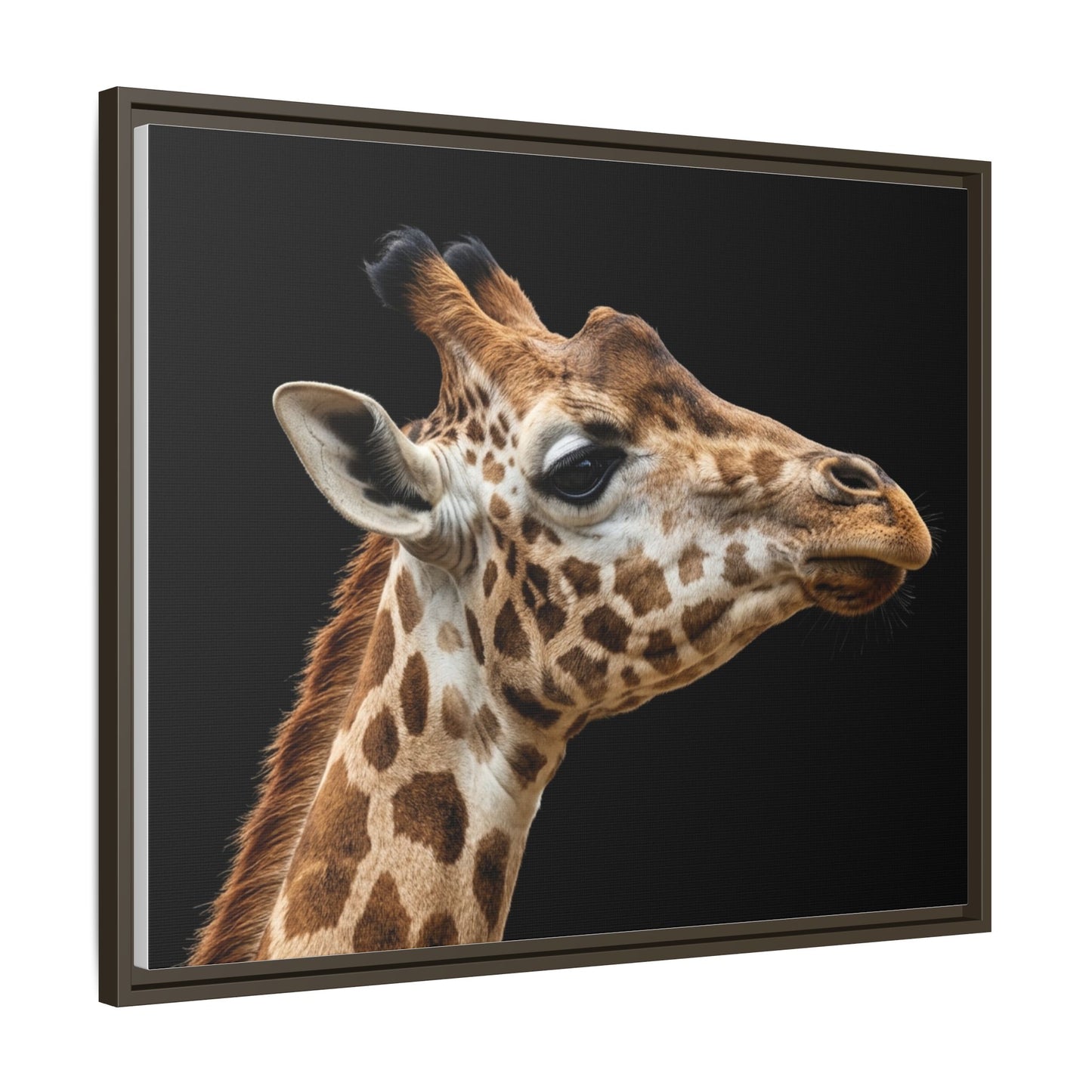 Framed Canvas Print — Giraffe In Colour