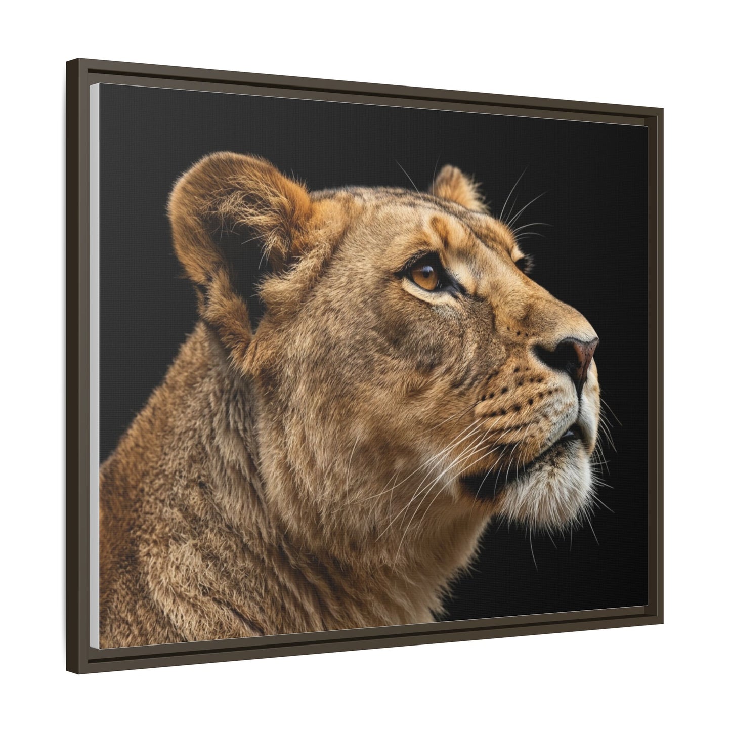 Framed Canvas Print — Lioness In Colour