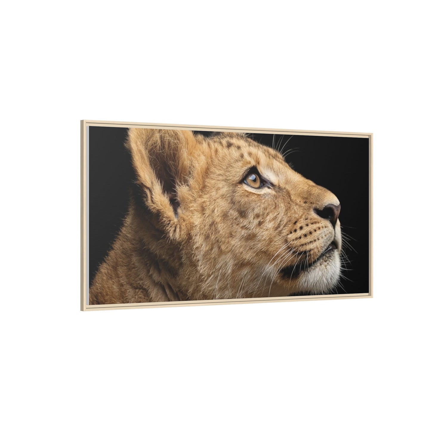 Framed Canvas Print — Lion Cub In Colour