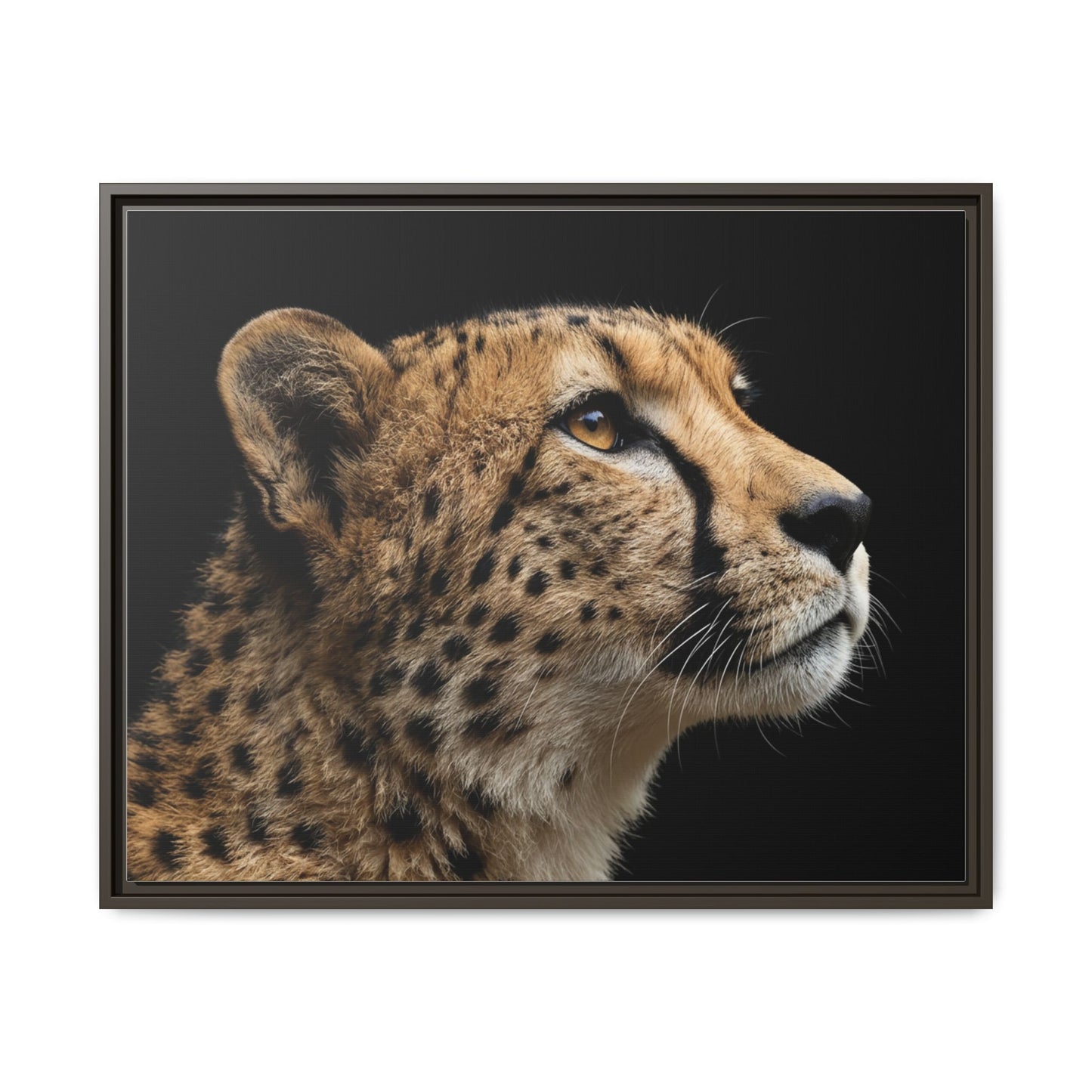 Framed Canvas Print — Cheetah In Colour