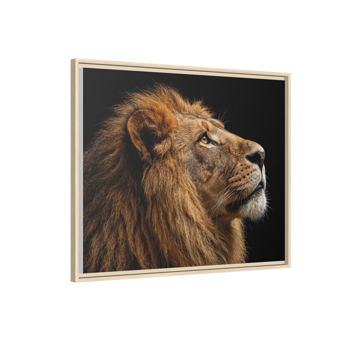 Framed Canvas Print — Lion In Colour