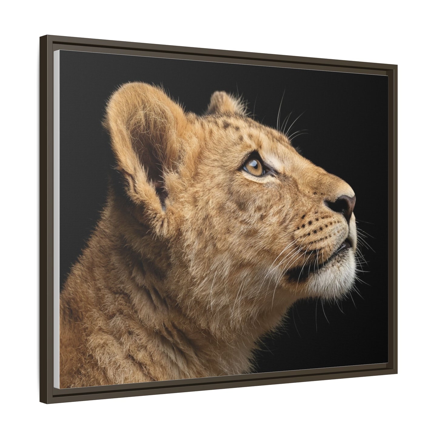 Framed Canvas Print — Lion Cub In Colour