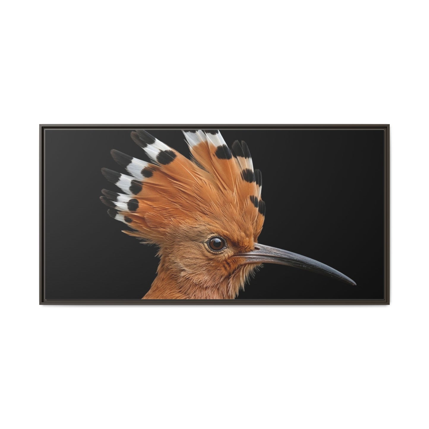 Framed Canvas Print — Afrikan Hoopoe In Colour
