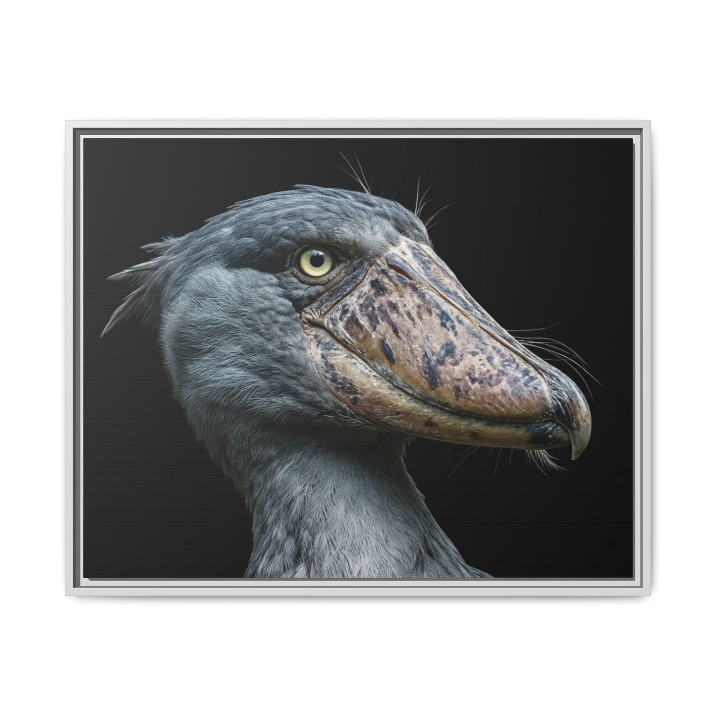 Framed Canvas Print — Shoebill Stork In Colour
