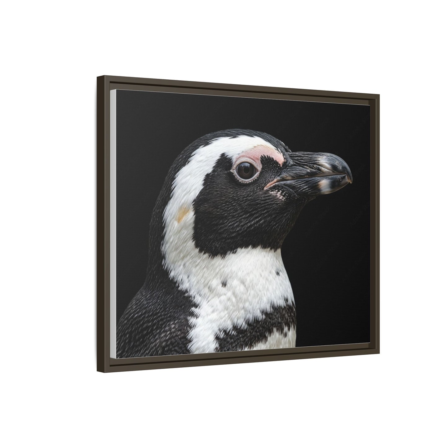 Framed Canvas Print — Afrikan Penguin In Colour