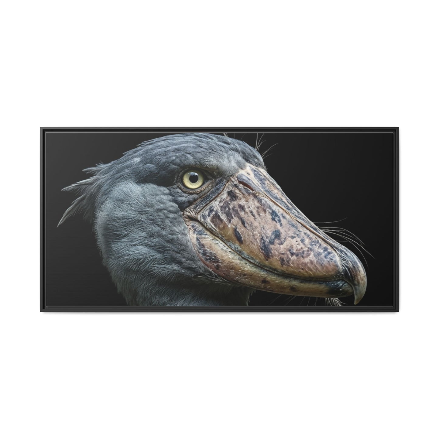 Framed Canvas Print — Shoebill Stork In Colour