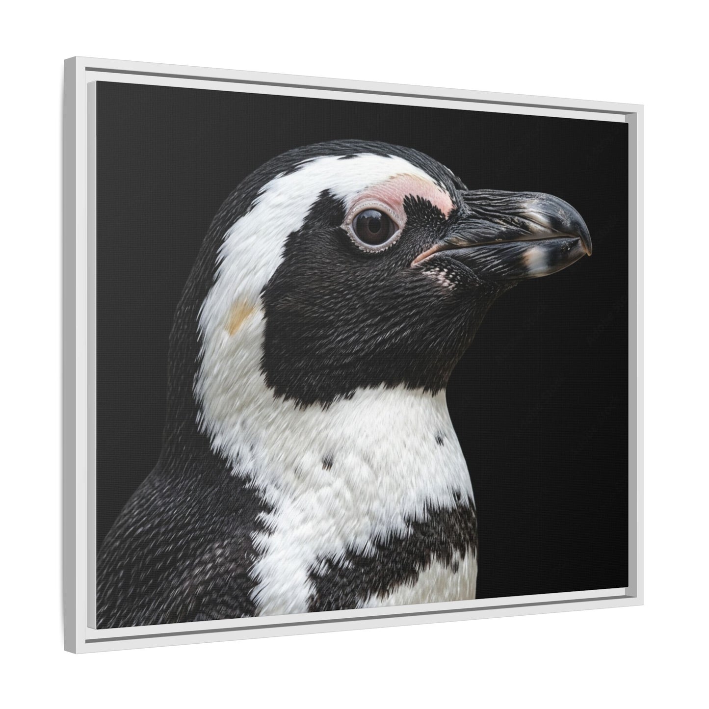Framed Canvas Print — Afrikan Penguin In Colour