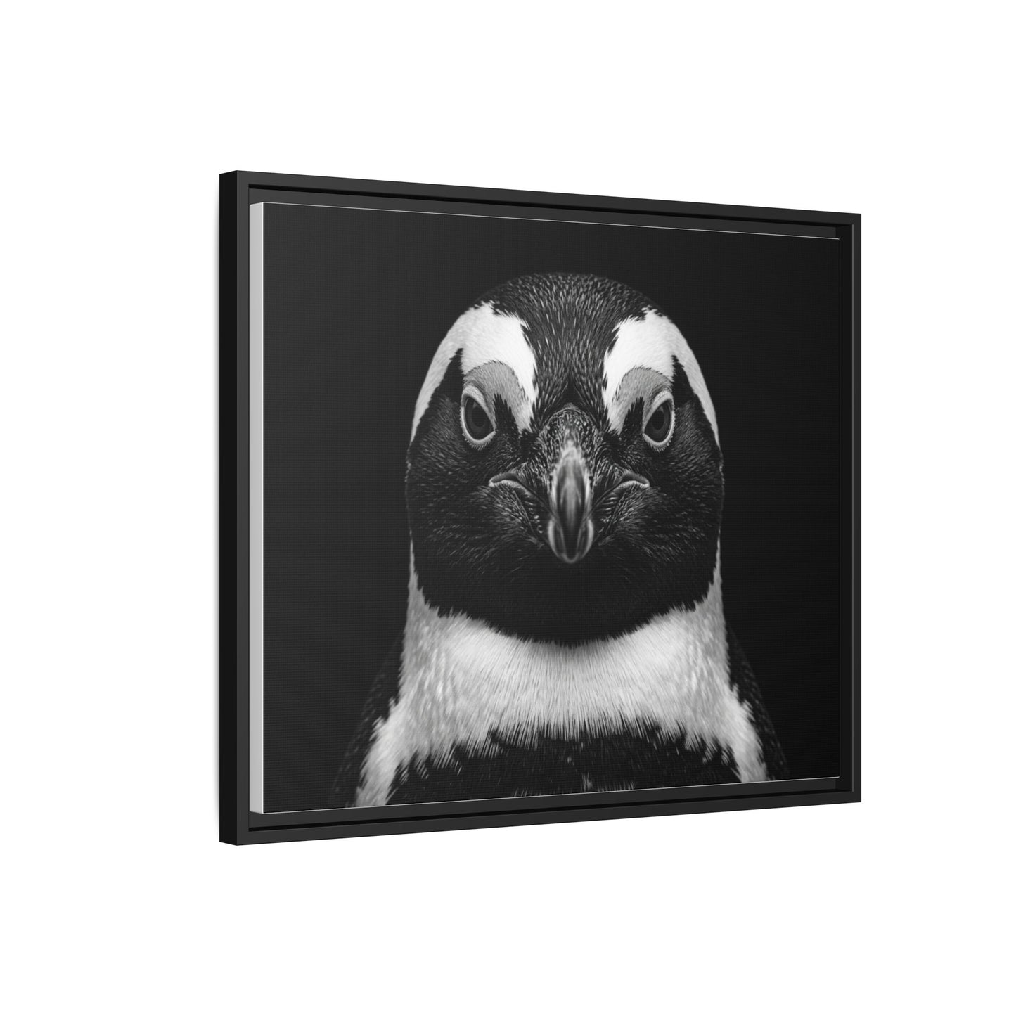 Framed Canvas Print — Afrikan Penguin In Black