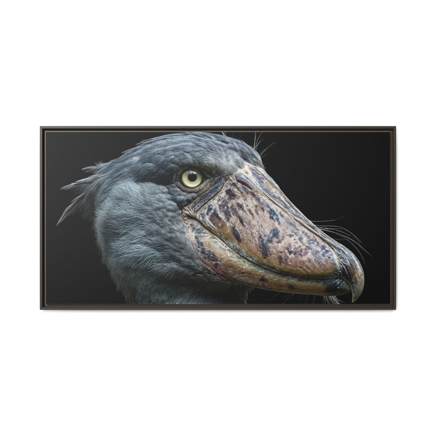 Framed Canvas Print — Shoebill Stork In Colour
