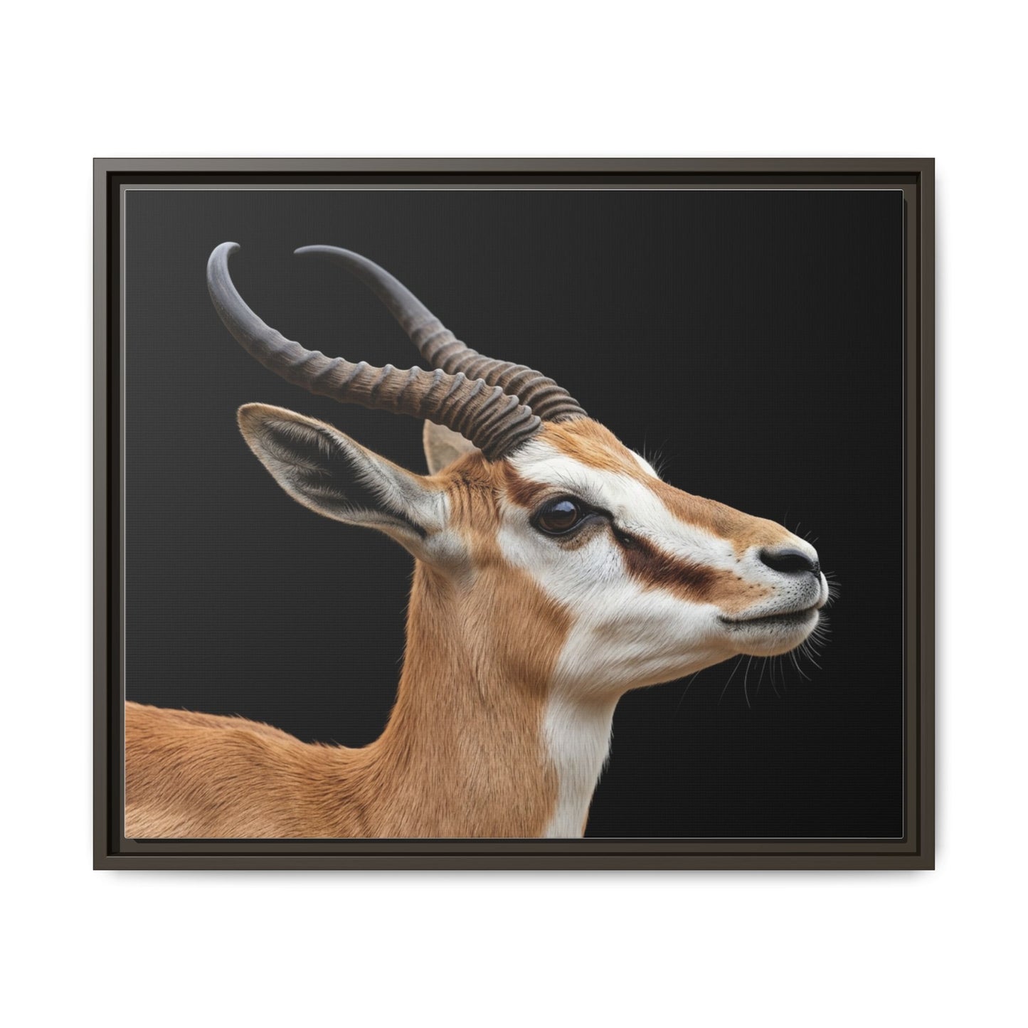 Framed Canvas Print — Afrikan Springbok In Colour