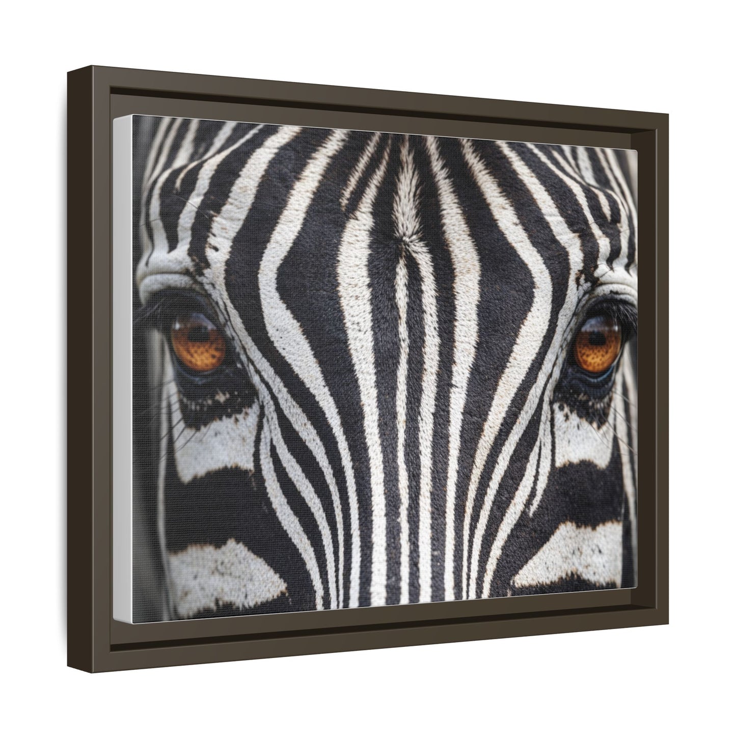 Framed Canvas Print — Zebra Gaze