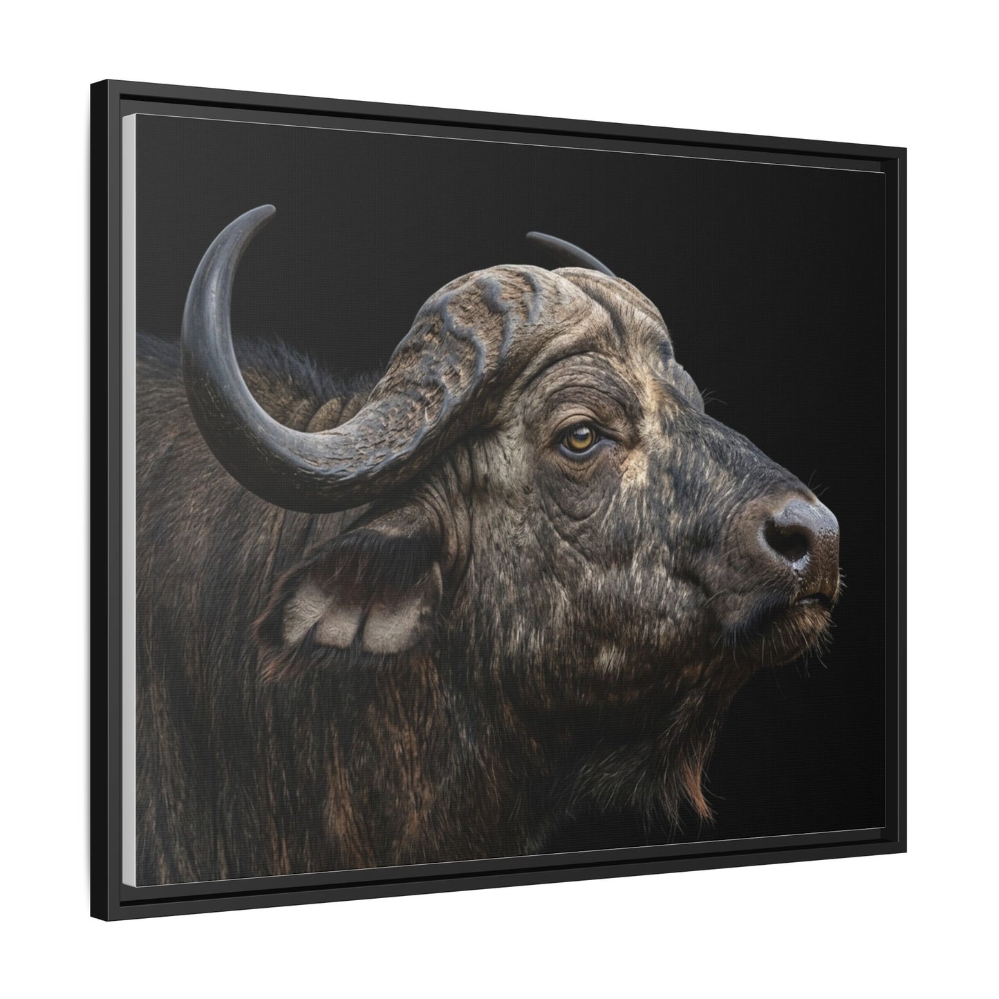Framed Canvas Print — Cape Buffalo In Colour