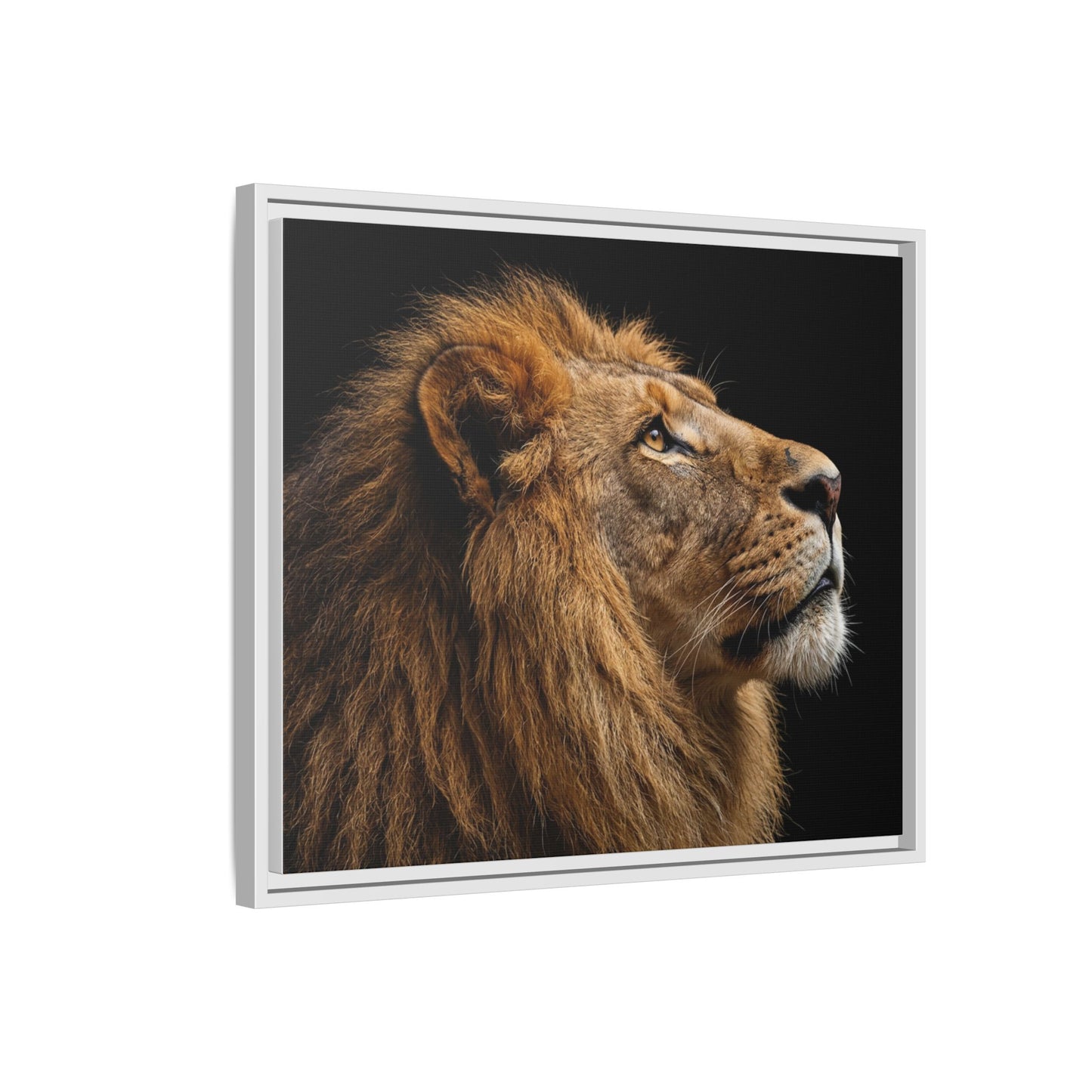 Framed Canvas Print — Lion In Colour