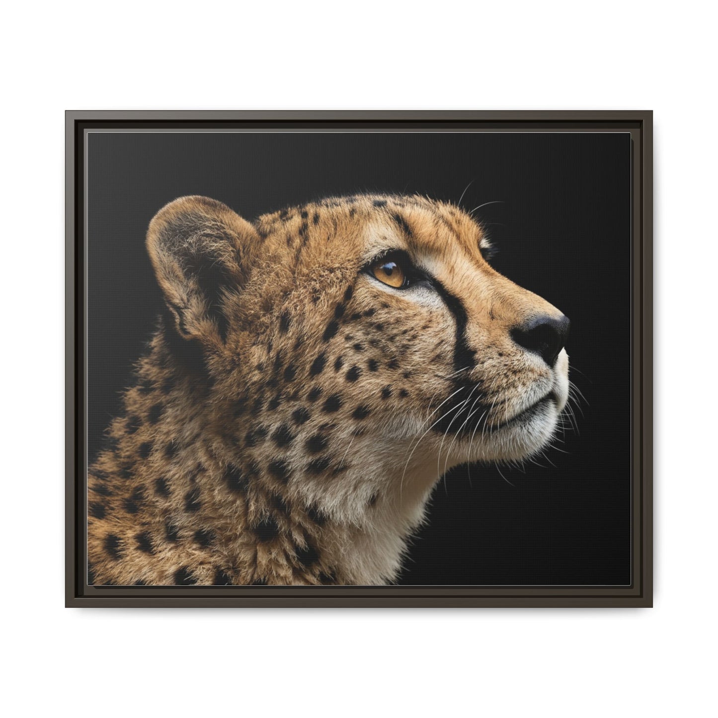 Framed Canvas Print — Cheetah In Colour