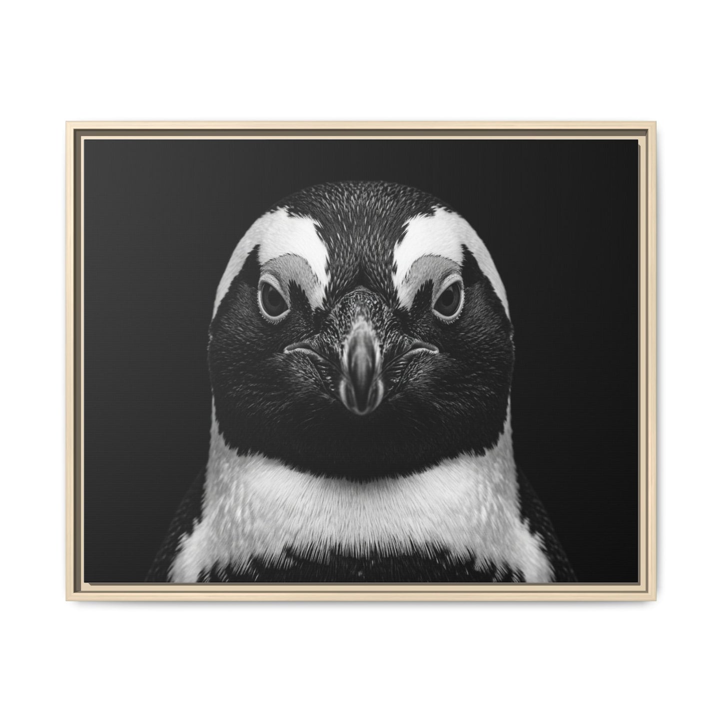 Framed Canvas Print — Afrikan Penguin In Black