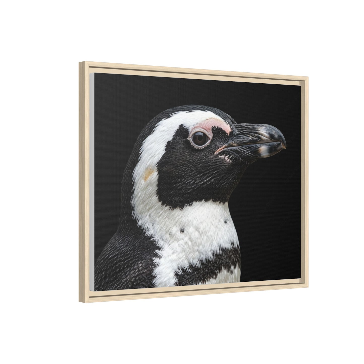 Framed Canvas Print — Afrikan Penguin In Colour