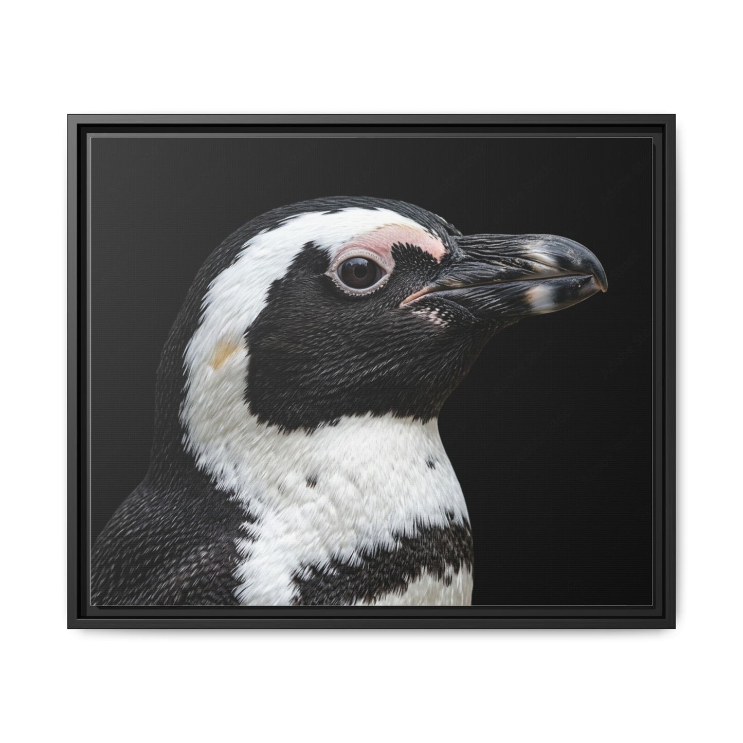 Framed Canvas Print — Afrikan Penguin In Colour