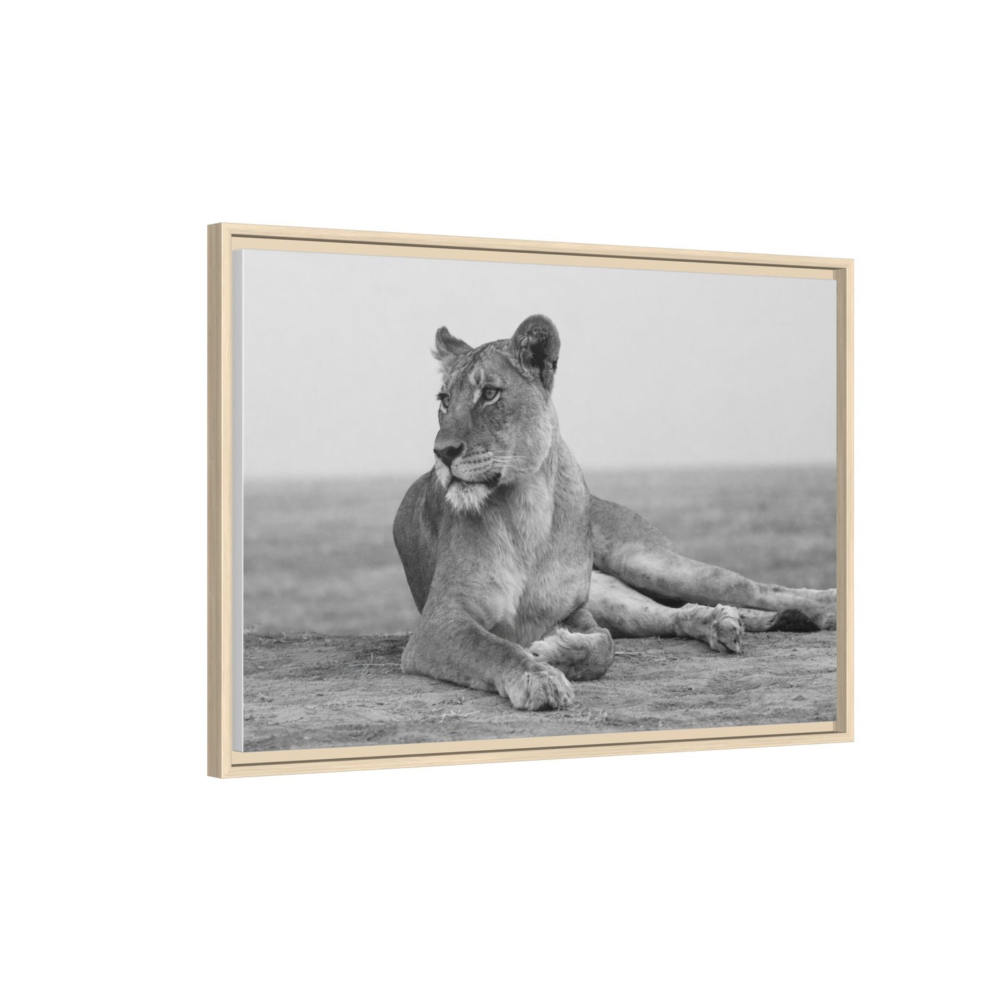 Framed Canvas Print — Lioness In Repose