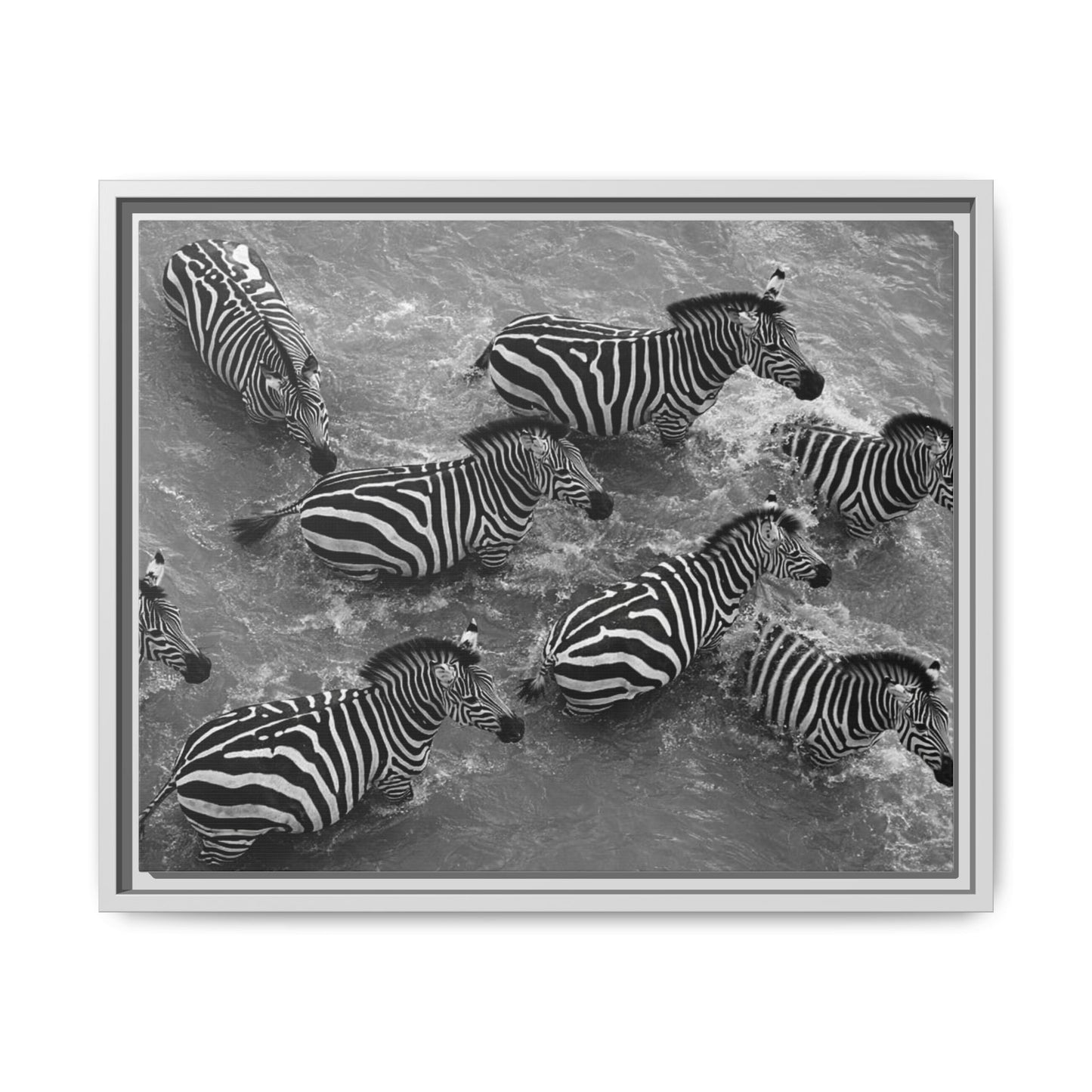 Framed Canvas Print — Zebras In The River