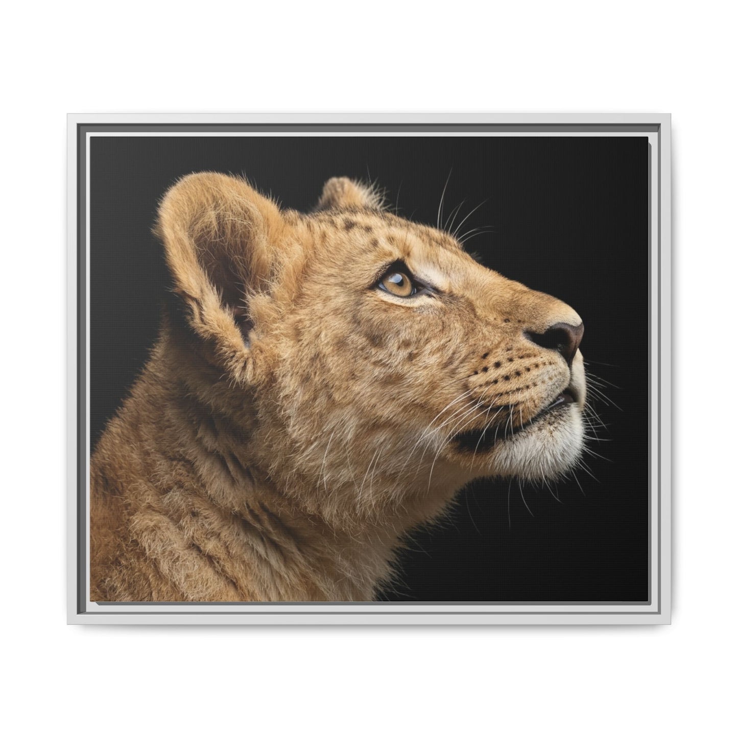 Framed Canvas Print — Lion Cub In Colour