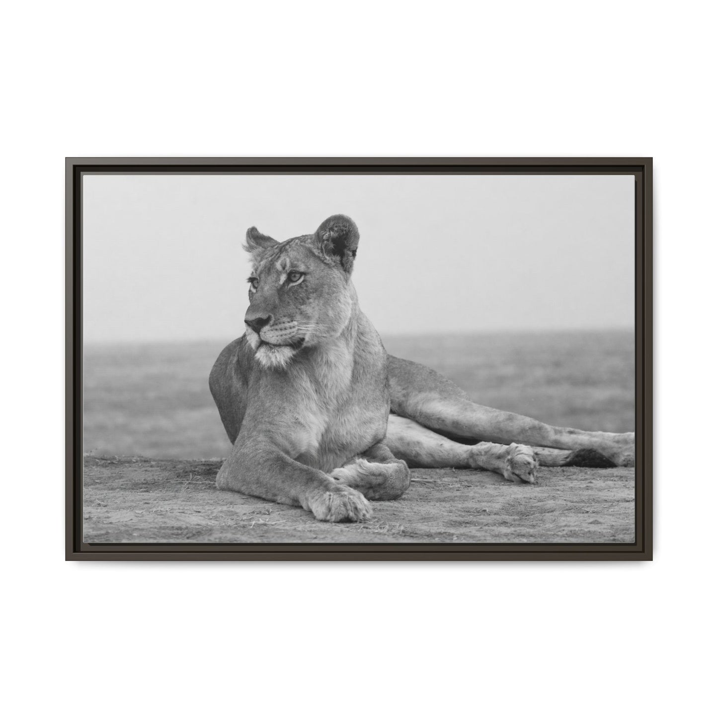 Framed Canvas Print — Lioness In Repose