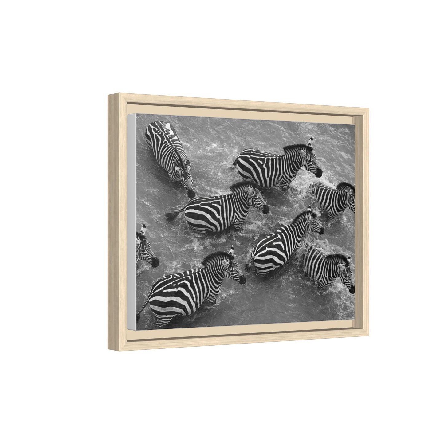 Framed Canvas Print — Zebras In The River