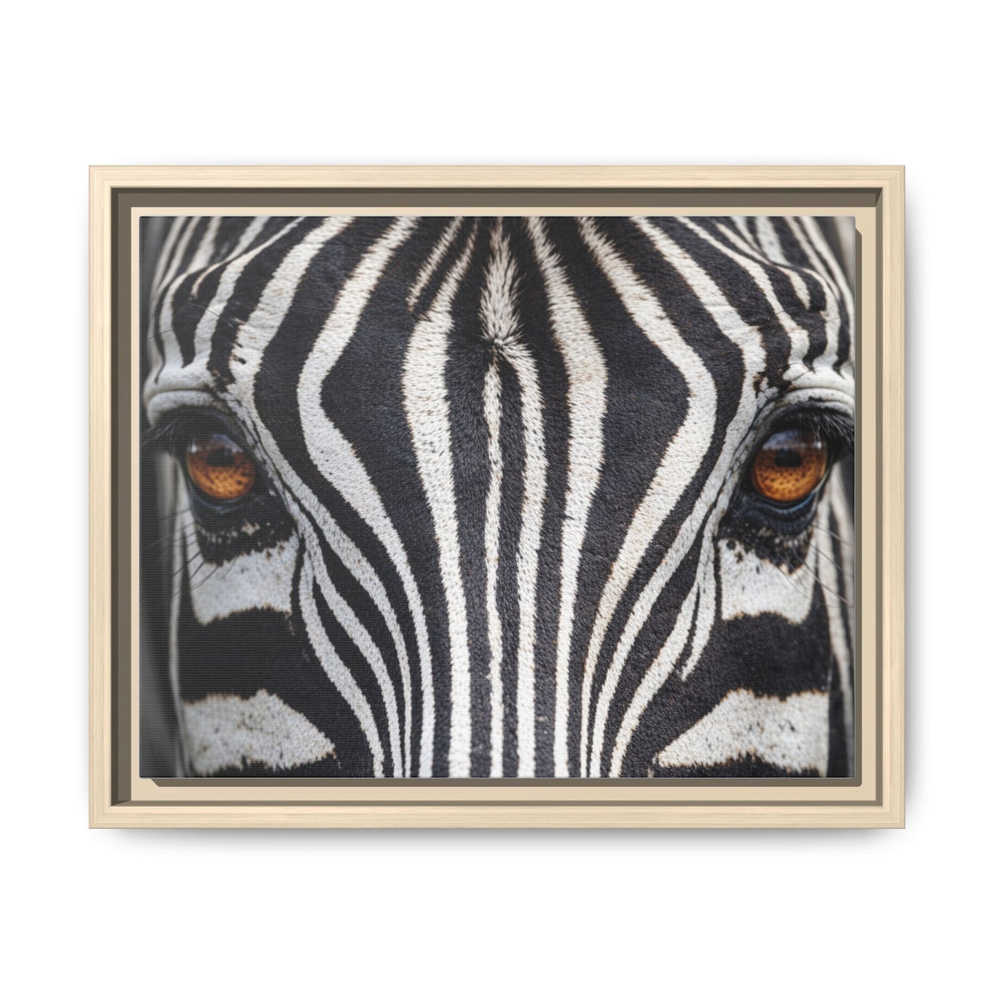 Framed Canvas Print — Zebra Gaze