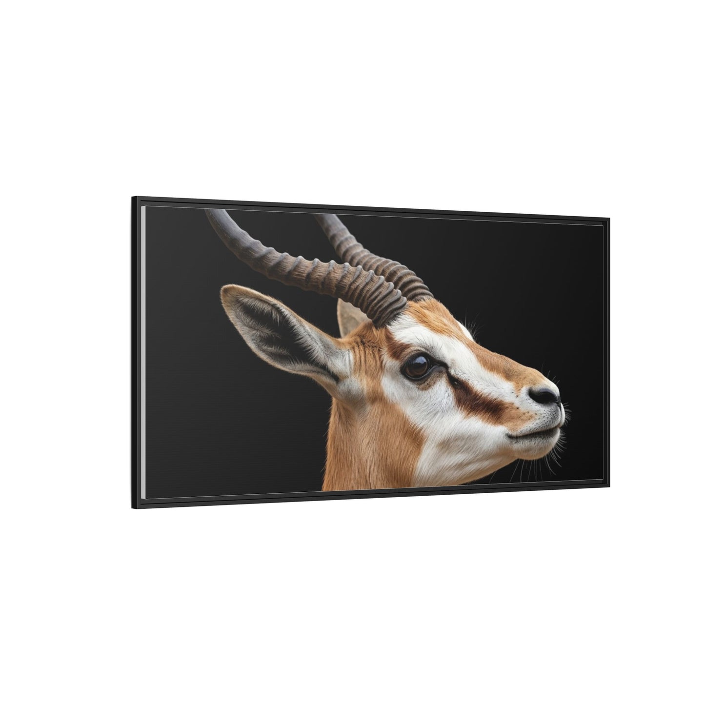 Framed Canvas Print — Afrikan Springbok In Colour