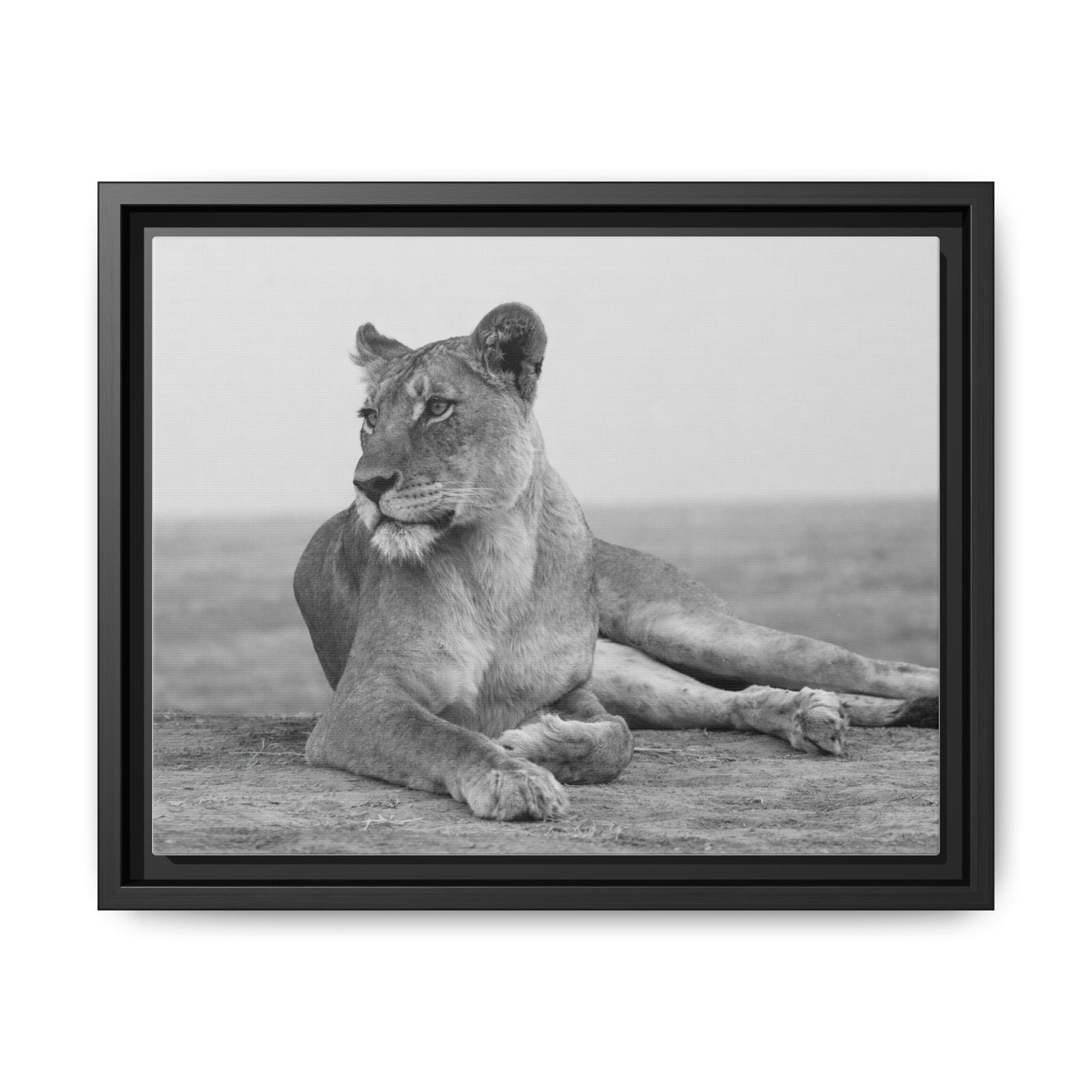 Framed Canvas Print — Lioness In Repose