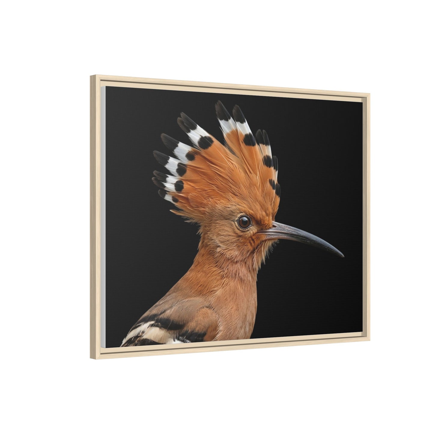 Framed Canvas Print — Afrikan Hoopoe In Colour