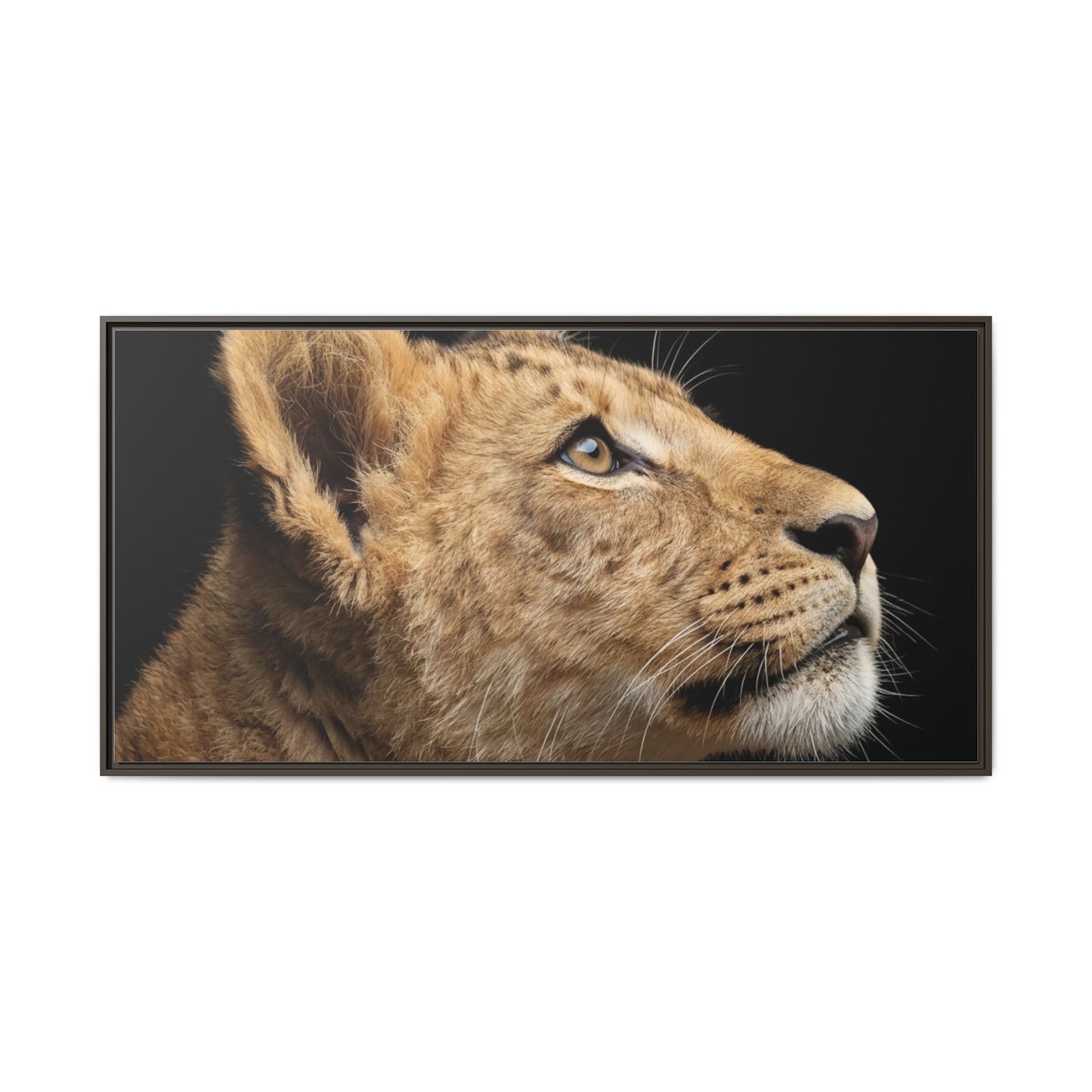 Framed Canvas Print — Lion Cub In Colour