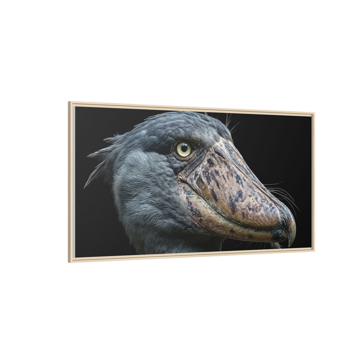 Framed Canvas Print — Shoebill Stork In Colour
