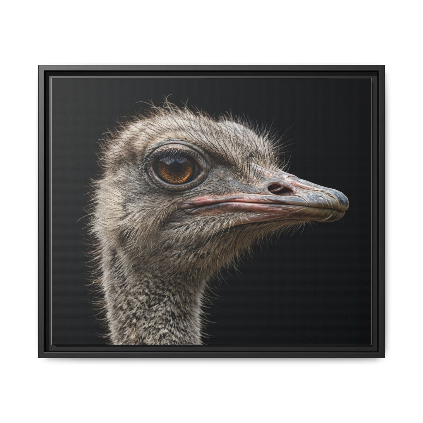 Framed Canvas Print — Ostrich In Colour