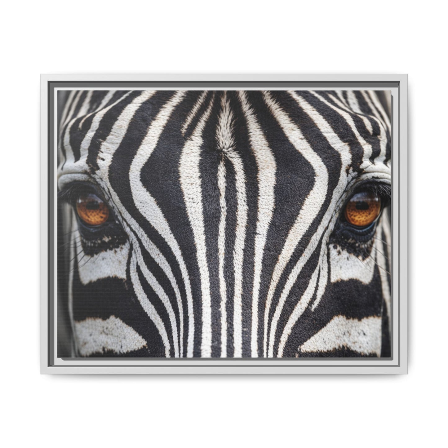 Framed Canvas Print — Zebra Gaze