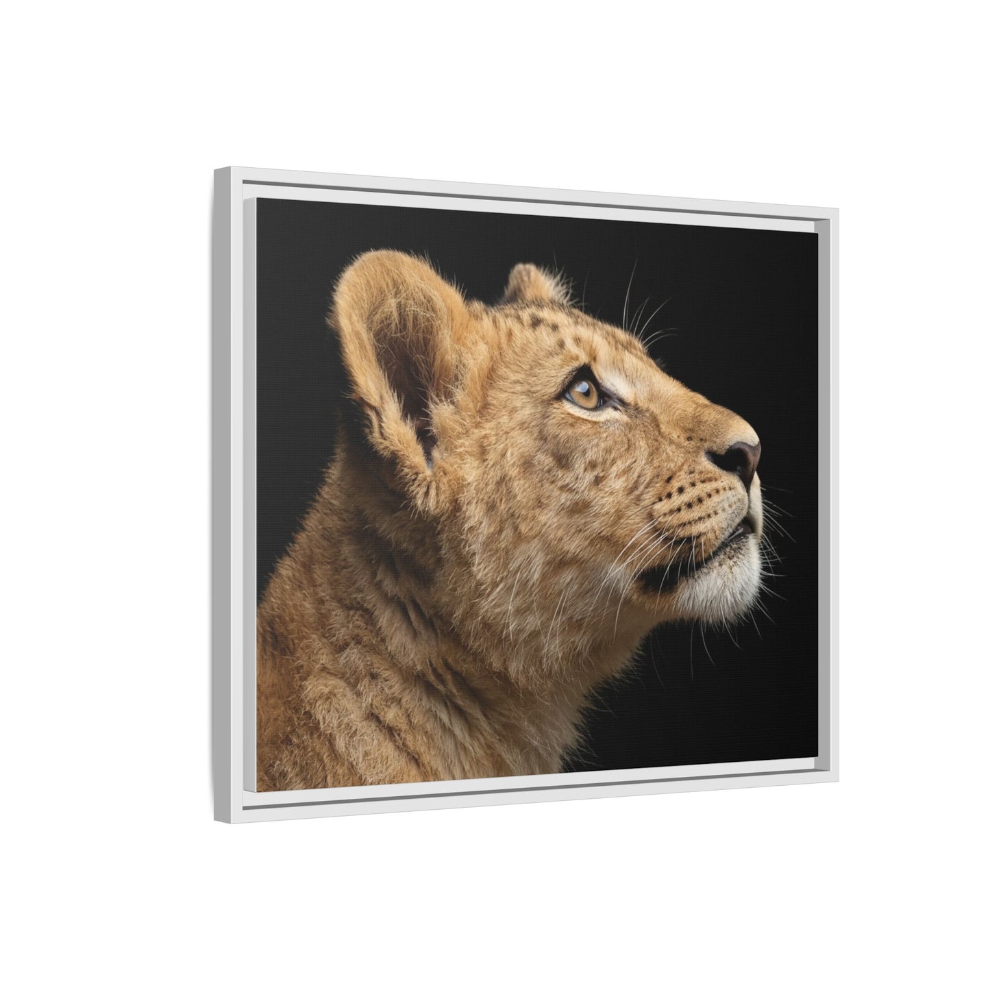 Framed Canvas Print — Lion Cub In Colour