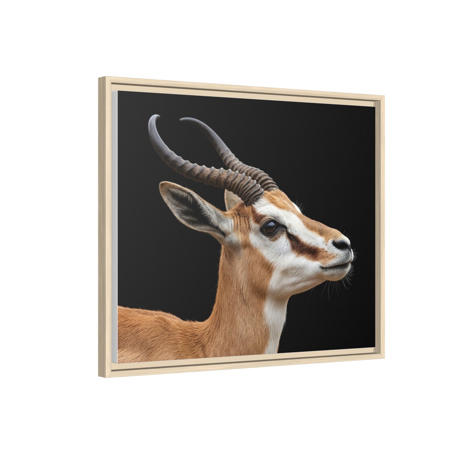 Framed Canvas Print — Afrikan Springbok In Colour